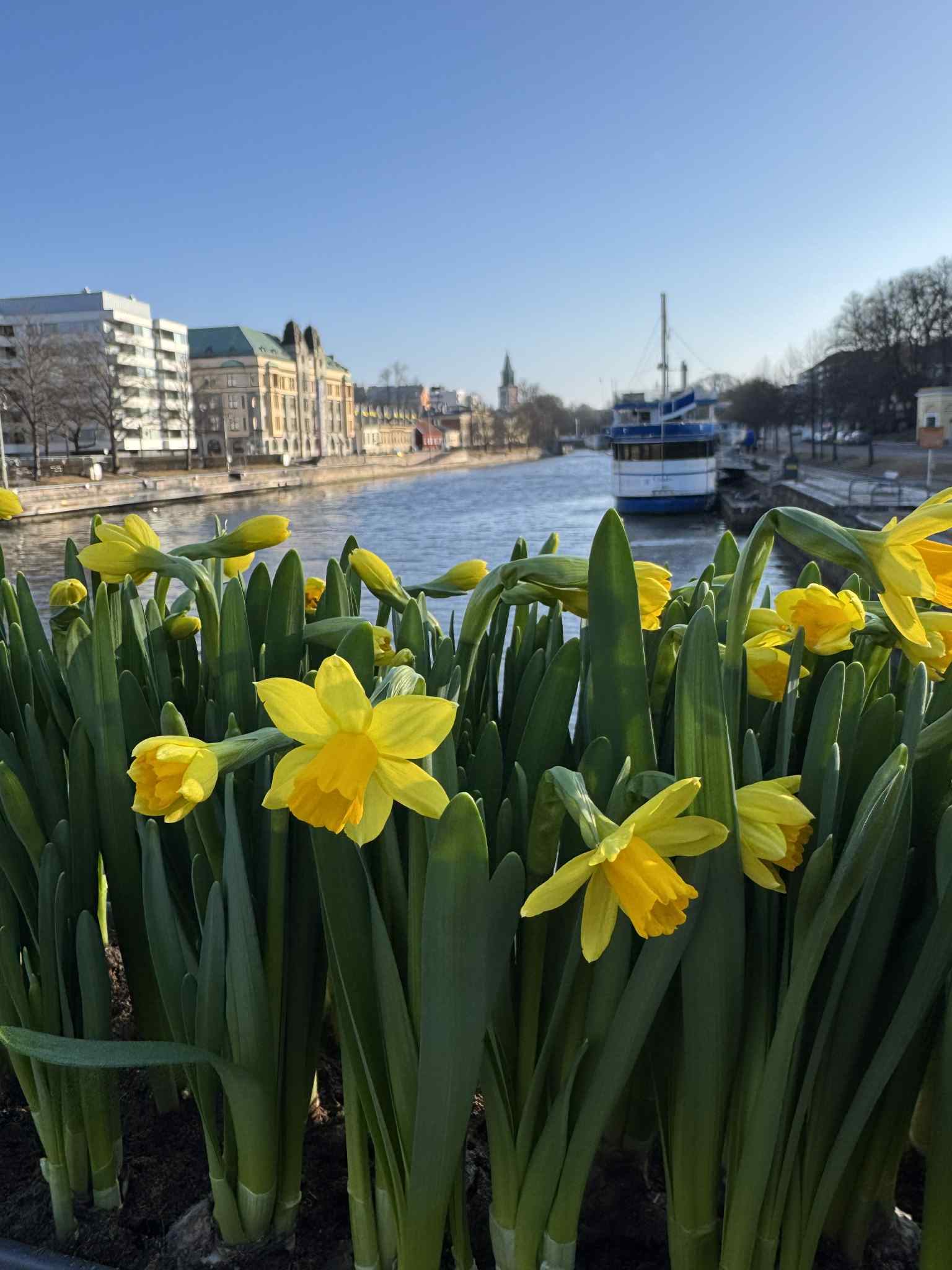 Jokivarsi ja narsissit sillalla