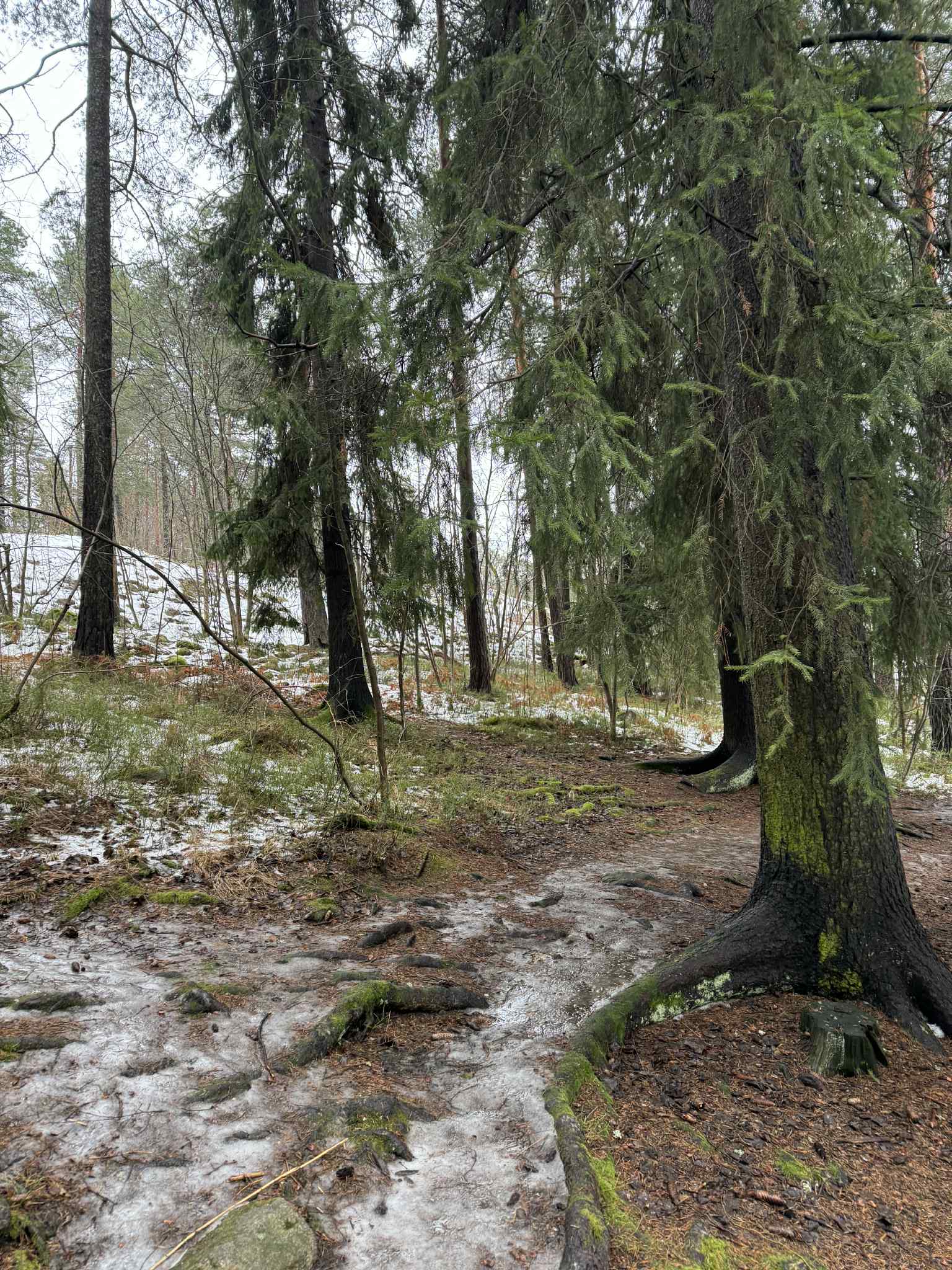 Metsä
