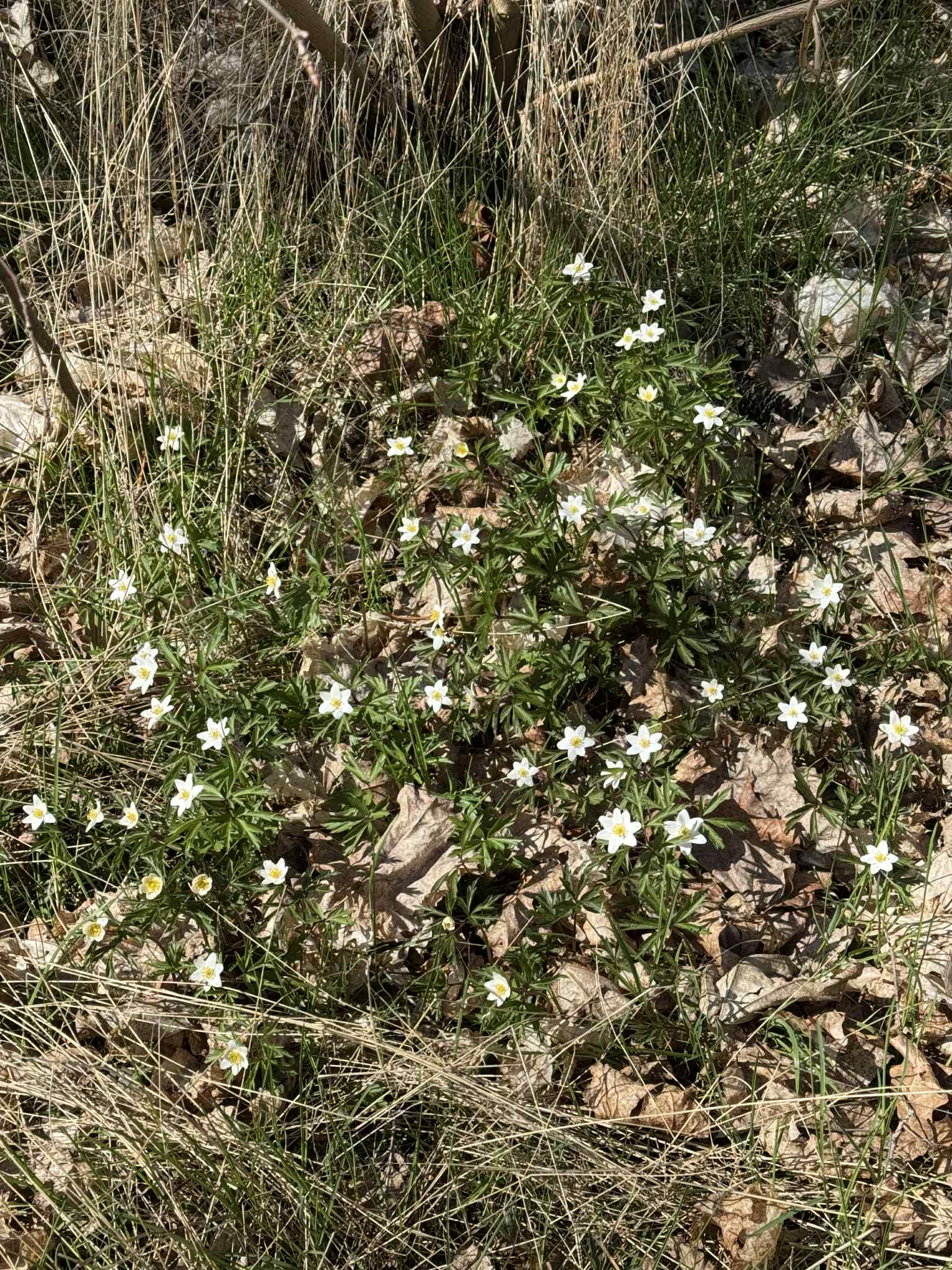 Valkovuokot