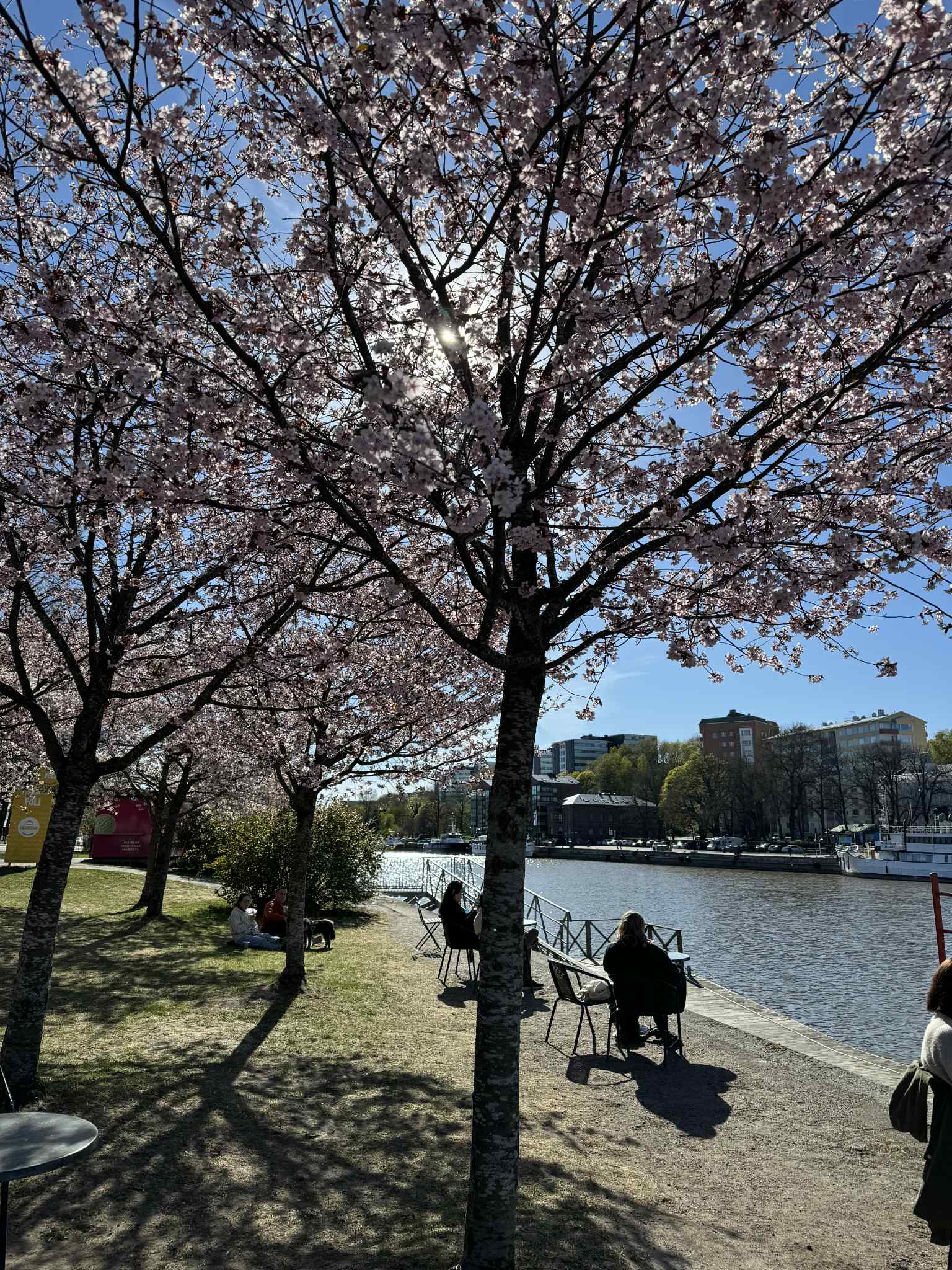 Kirsikkapuut jokirannassa