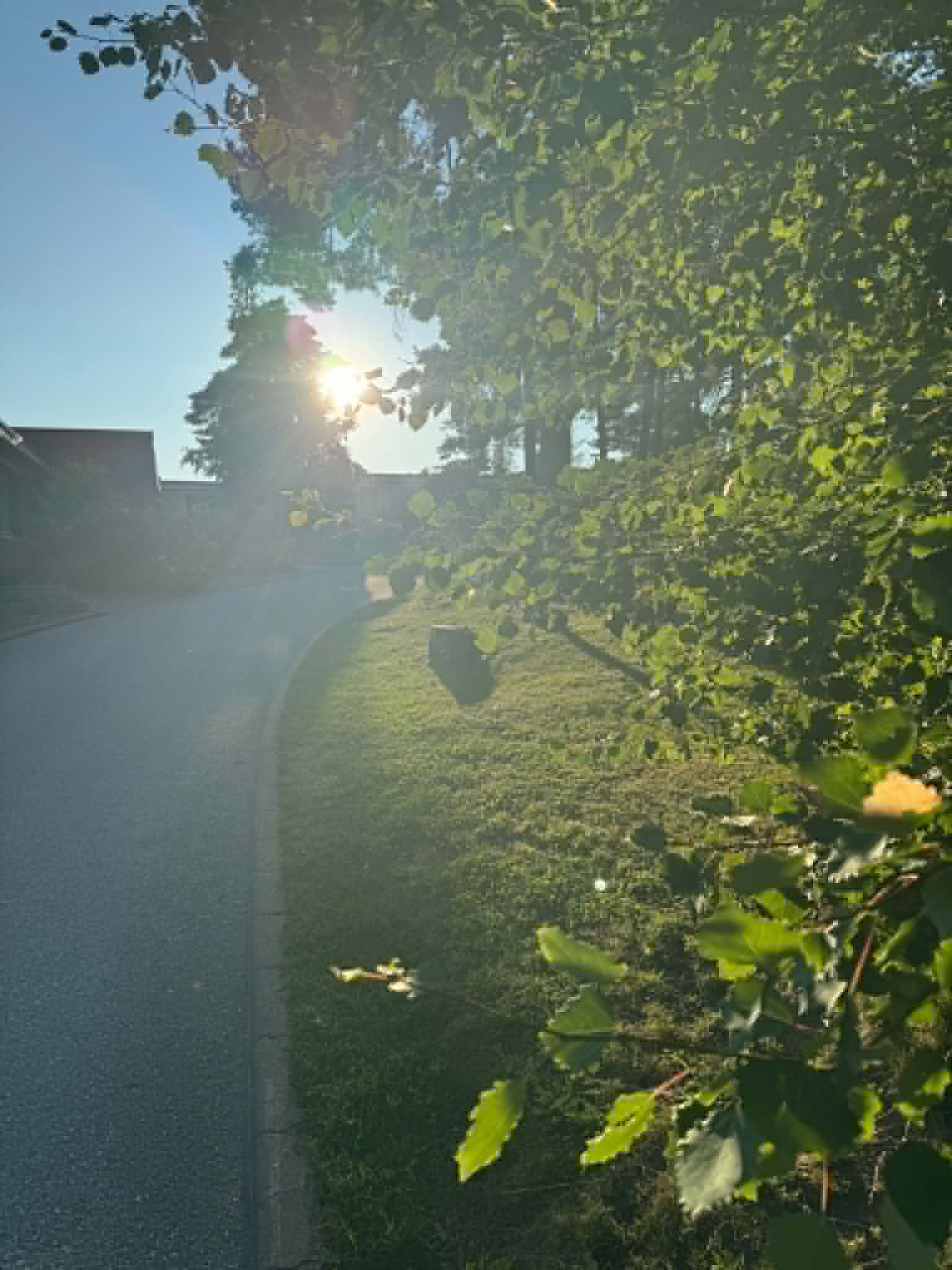Aurinkoinen pihamaa