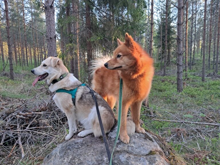 Koirat, jotka meillä asuvat — suomalainen pystykorva ja romanialainen rescuekoira