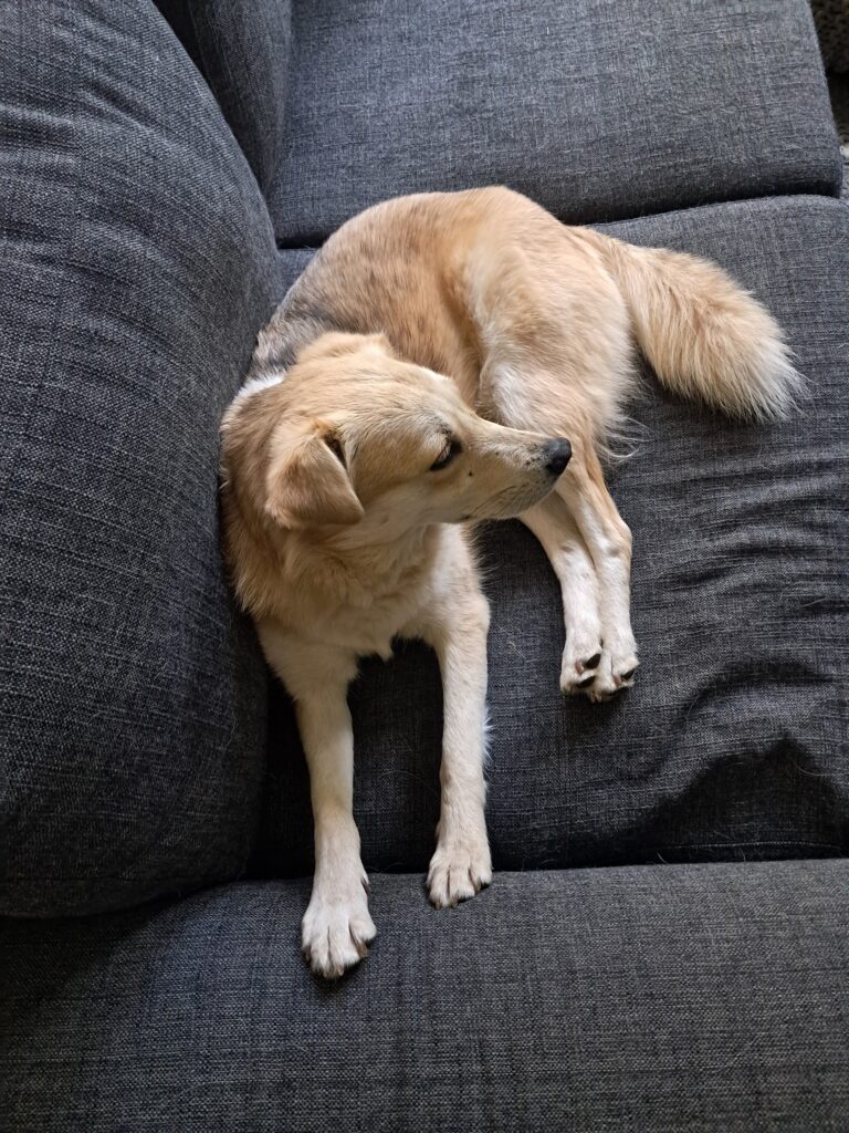 Rescuekoiran kotiutuminen