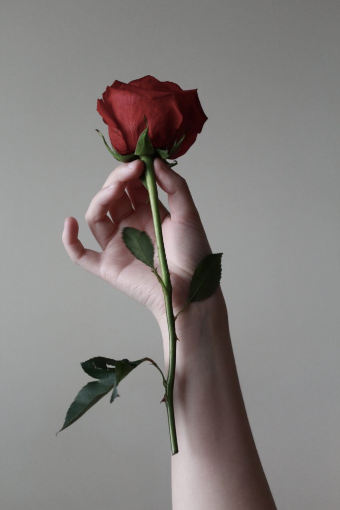Punainen ruusu feminiinisessä kädessä.