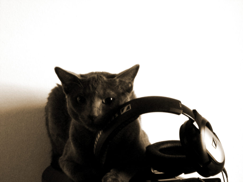 Torsti-kissa halaa tietokoneen kuulokkeita.
