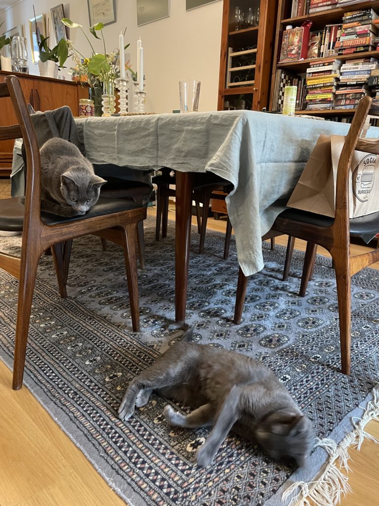 Kuvassa ruokaryhmä ja tuolit sekä kissani Dottie ja Torsti.