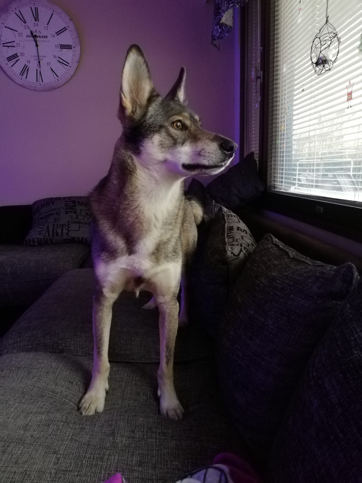 Bipo päässä 