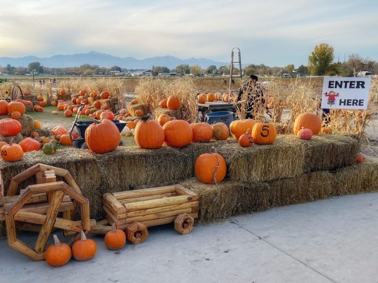 Pumpkin Patch eli kurpitsojen kerääminen