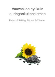 Raskausviikko 7 kuulumiset