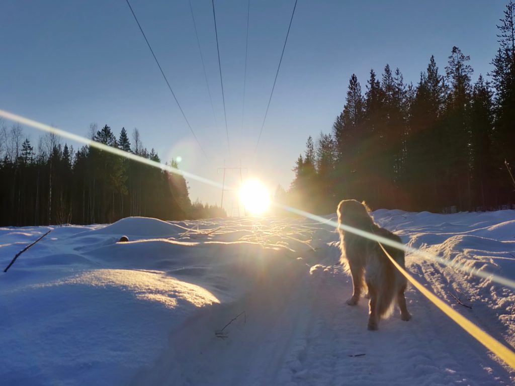 Koiran ulkoiluttaminen