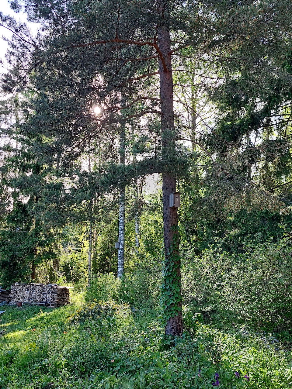 KESÄ!