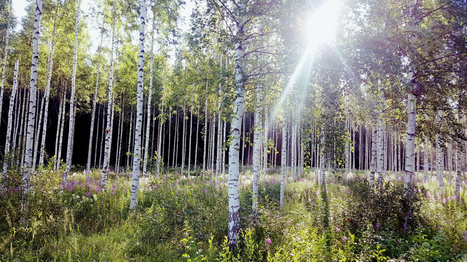 Koivumetsässä